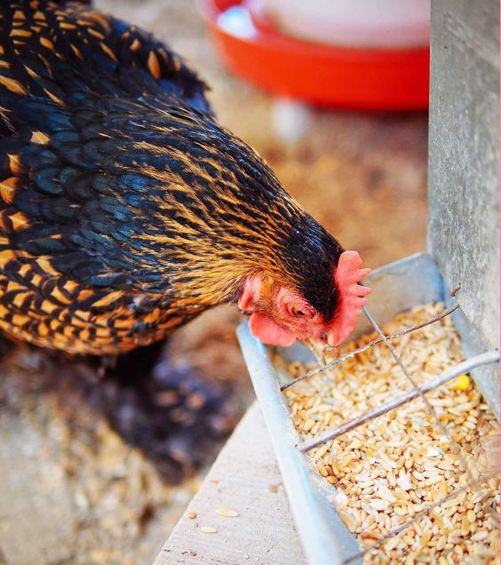 How to Make Chicken Feed: A Beginner's Guide