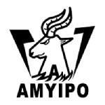 Amyipo Coupons