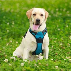 Barkbay Coupons Barkbay Coupons